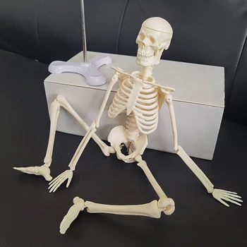 1 Tk 45cm Inimese Anatoomia Anatoomia Skelett Mudel Hulgi-Jaemüük Plakat Õppida Abi, Anatoomia, inimese skeleti mudel